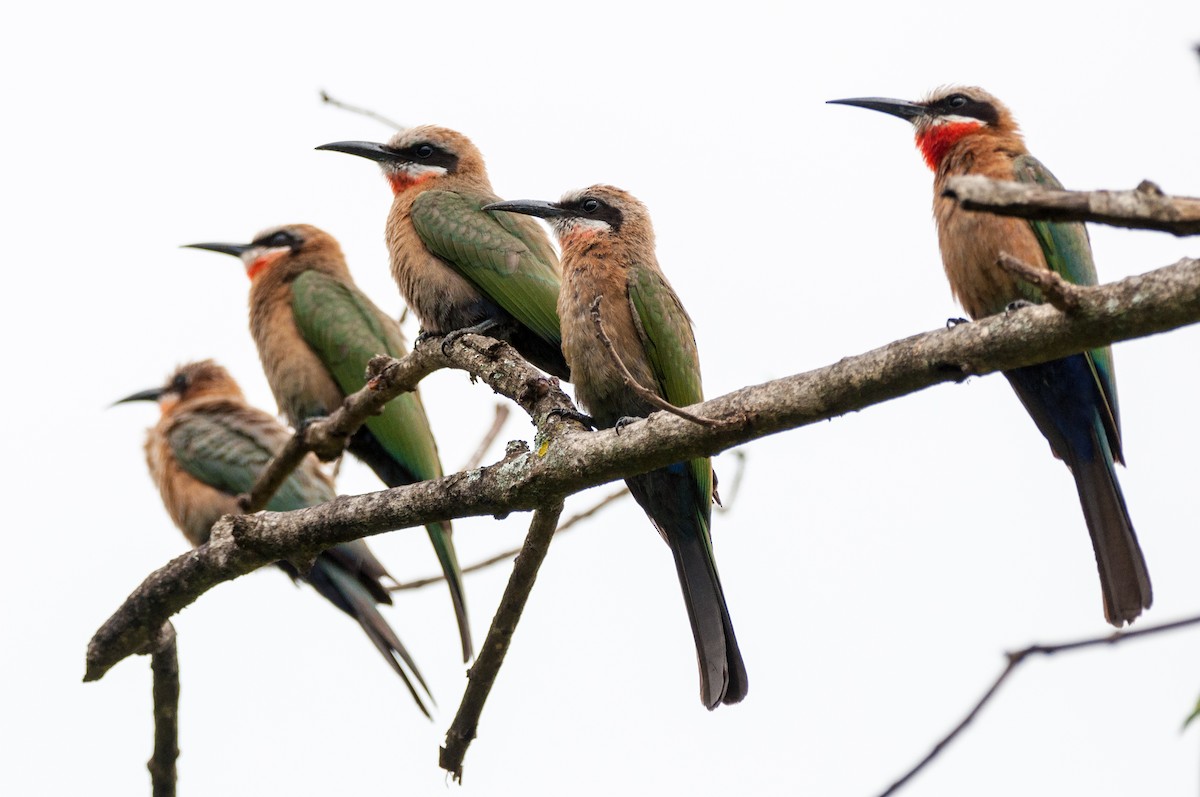 White-fronted Bee-eater - ML608675643