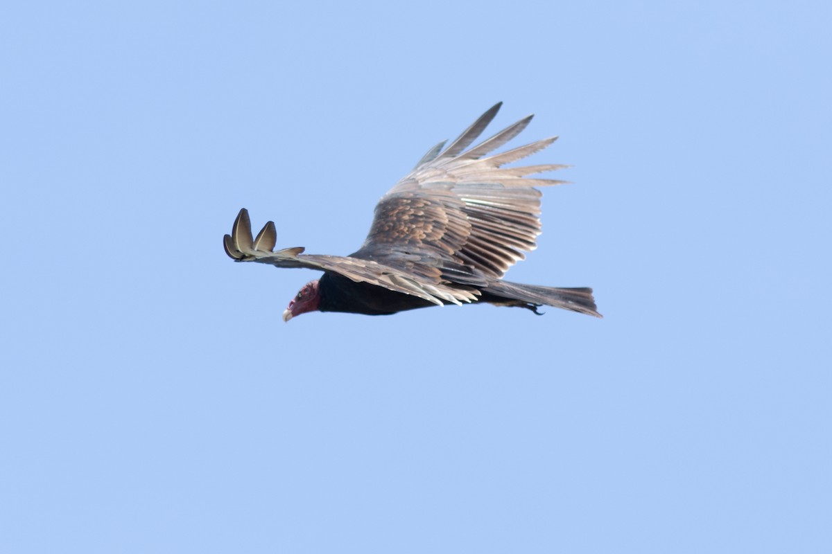 Turkey Vulture - ML608675929