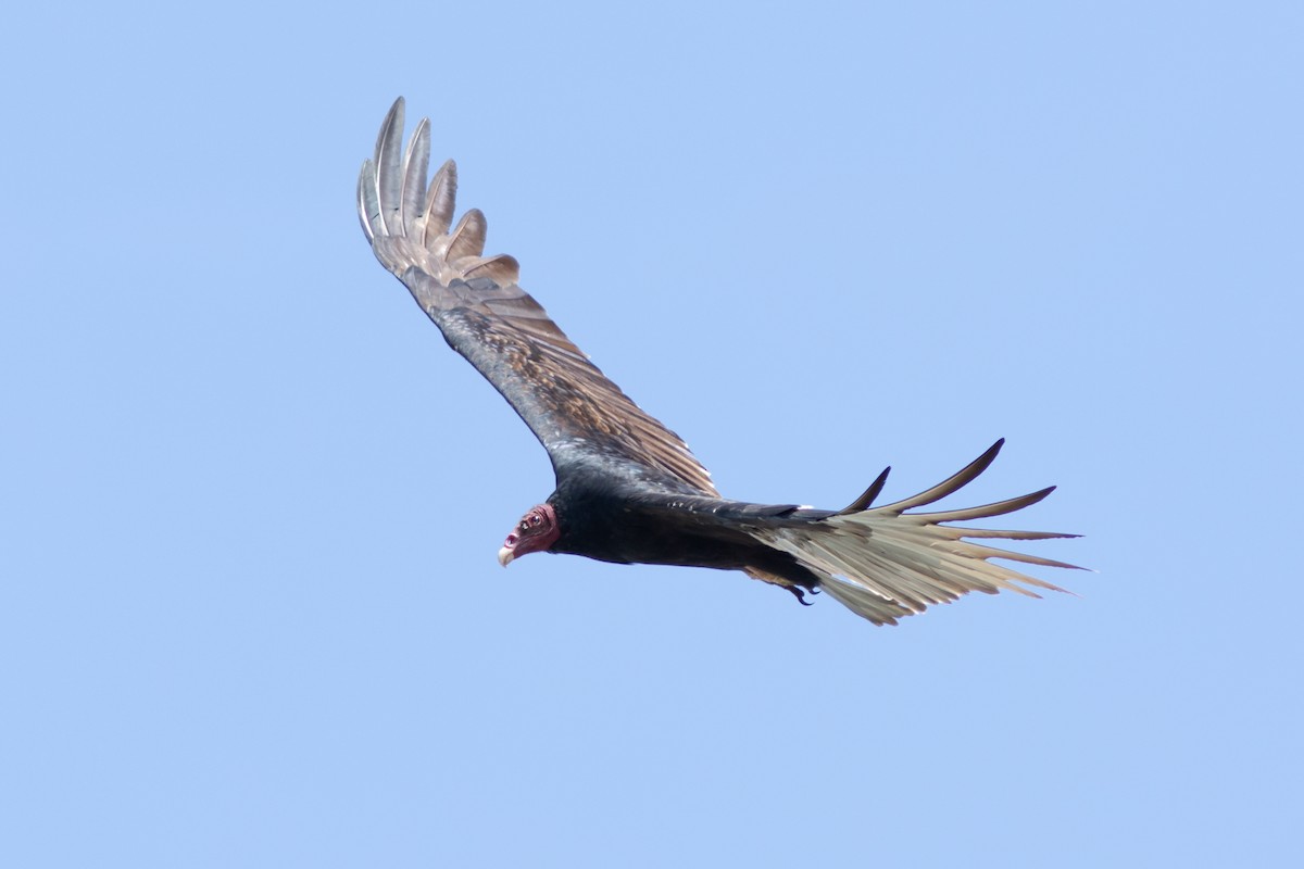 Turkey Vulture - ML608675930