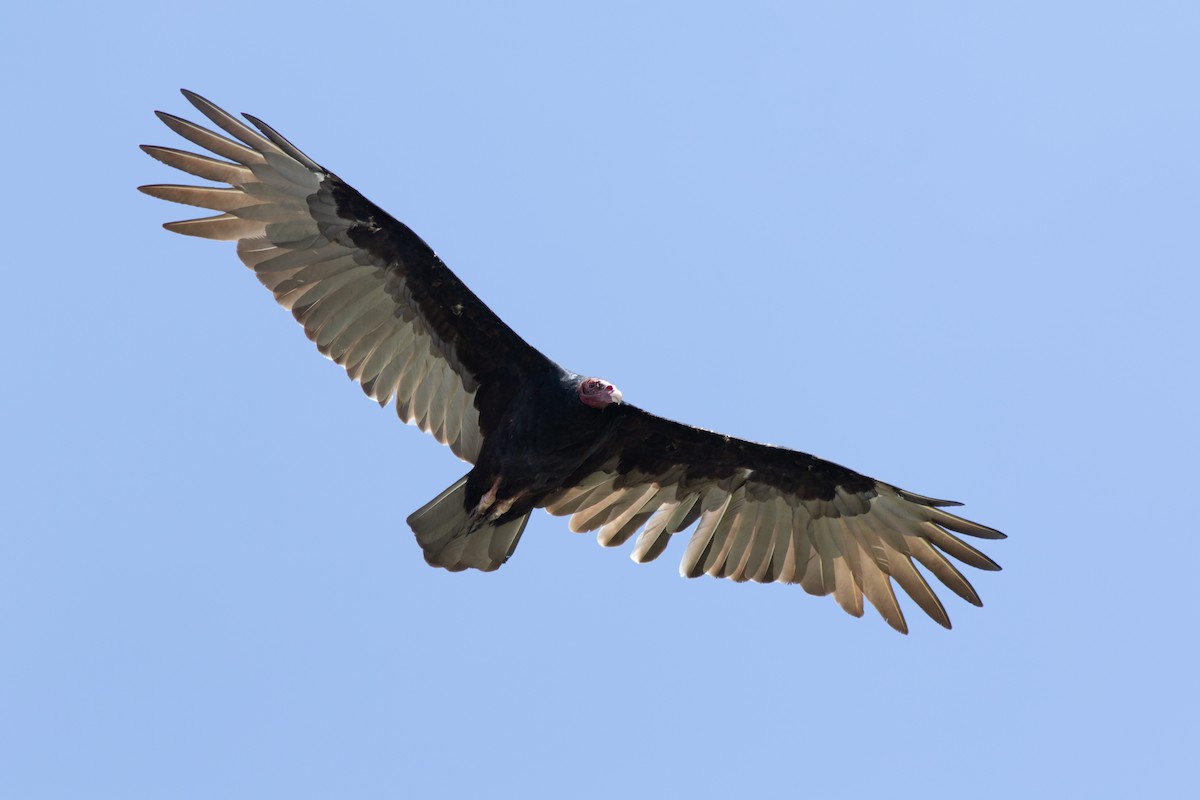 Turkey Vulture - ML608675931
