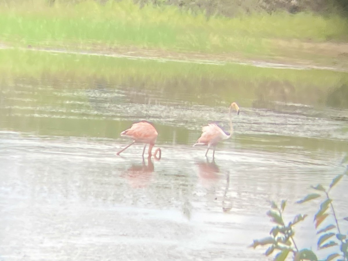 Amerika Flamingosu - ML608676060