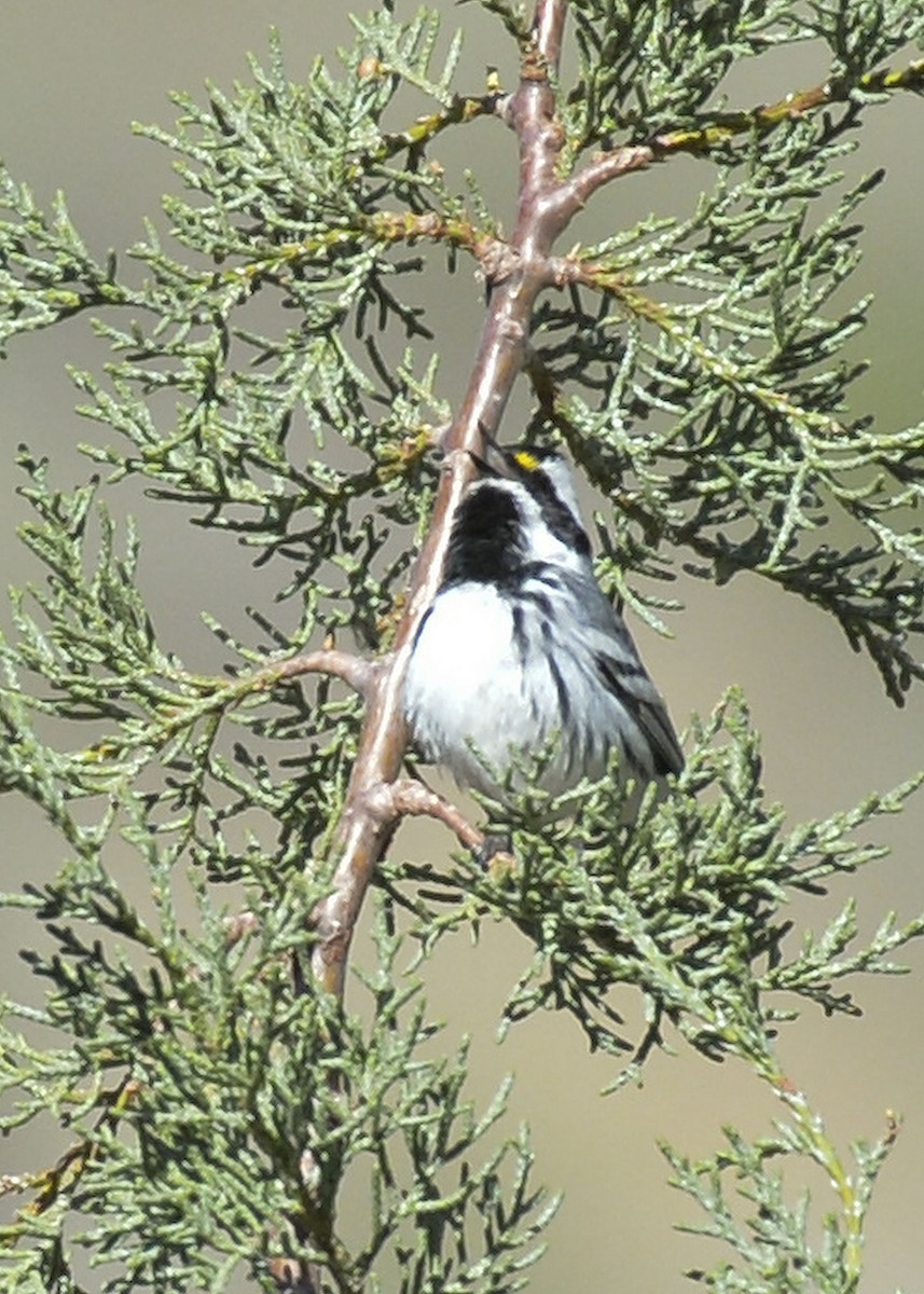 Black-throated Gray Warbler - ML608676596