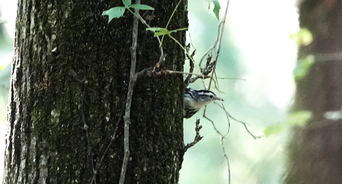 Black-and-white Warbler - ML608676667