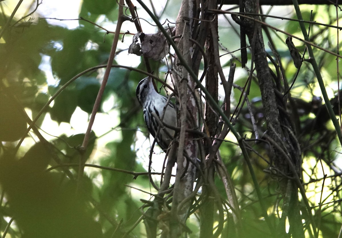 Black-and-white Warbler - ML608676668