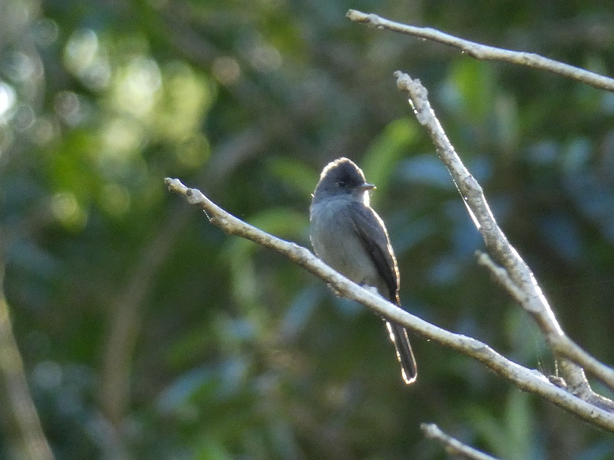 Southern Tropical Pewee - ML608676805