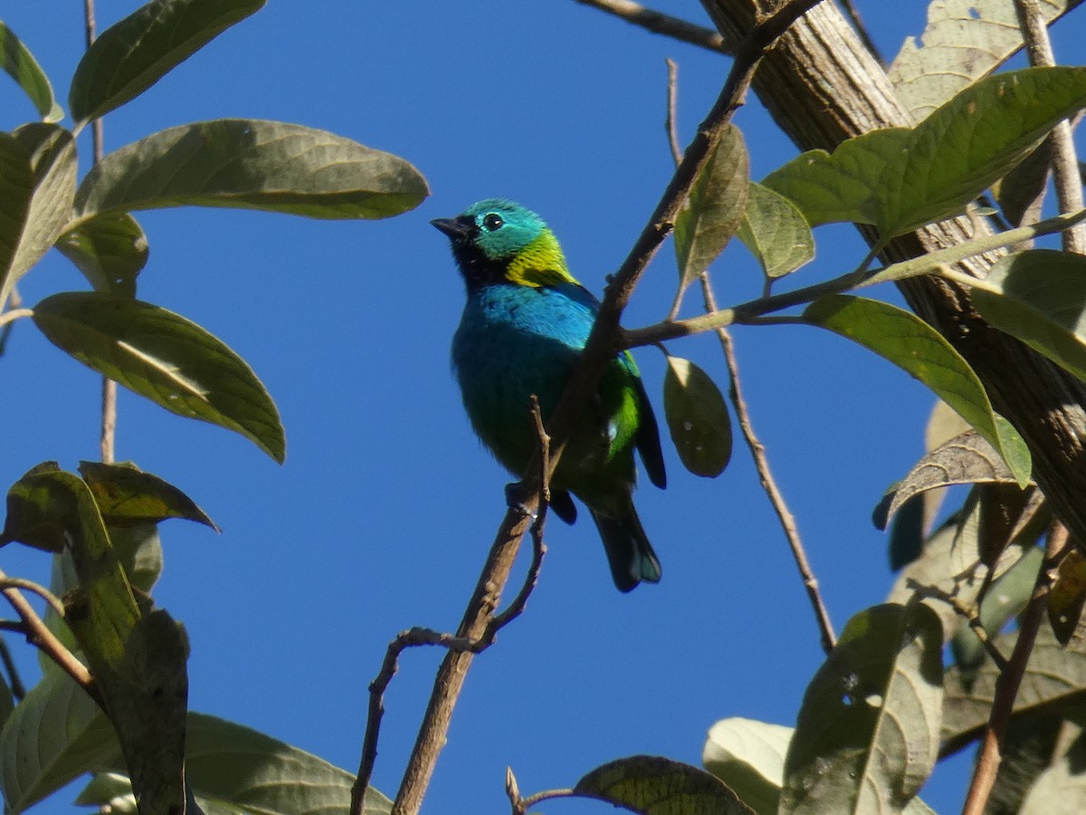 Green-headed Tanager - ML608676823