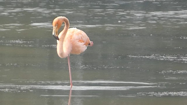 American Flamingo - ML608676890