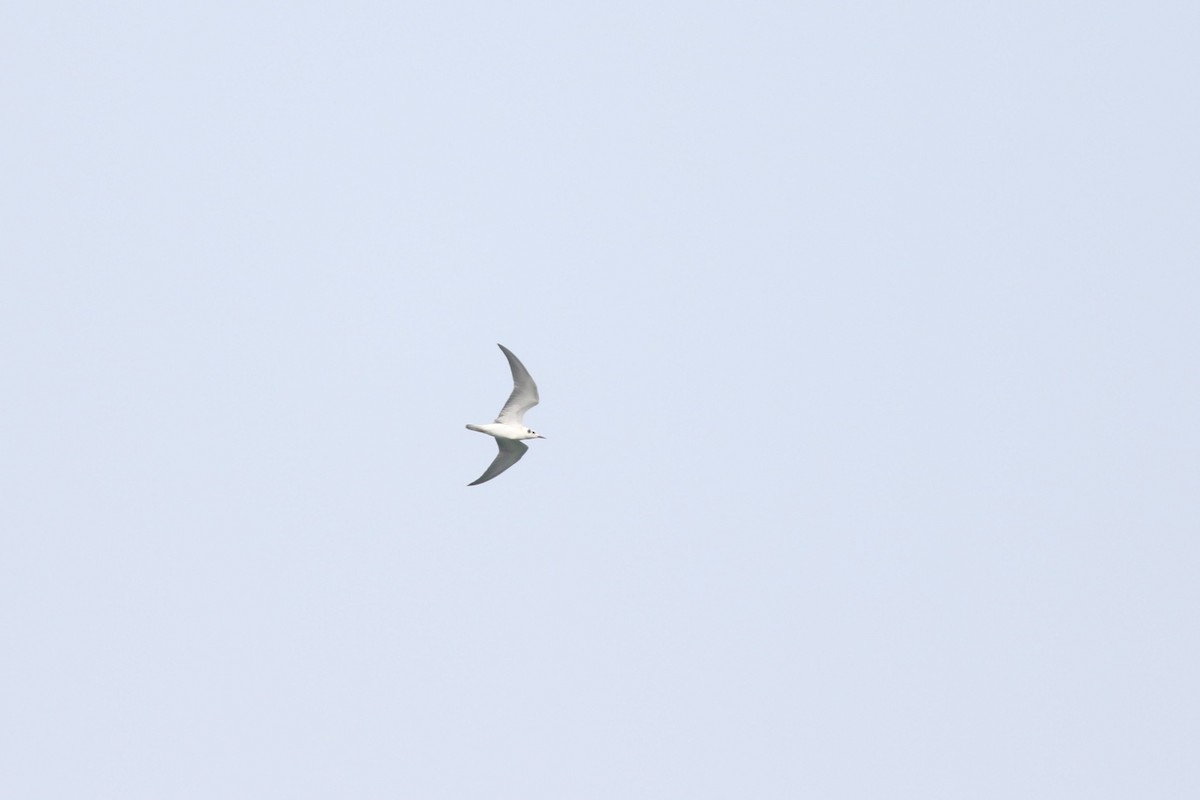 White-winged Tern - ML608676951