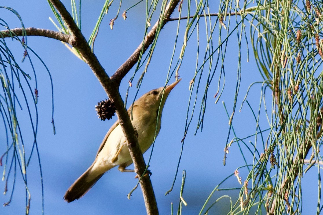 Common Reed Warbler - ML608676974