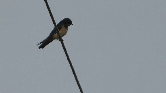 Barn Swallow (American) - ML608677047
