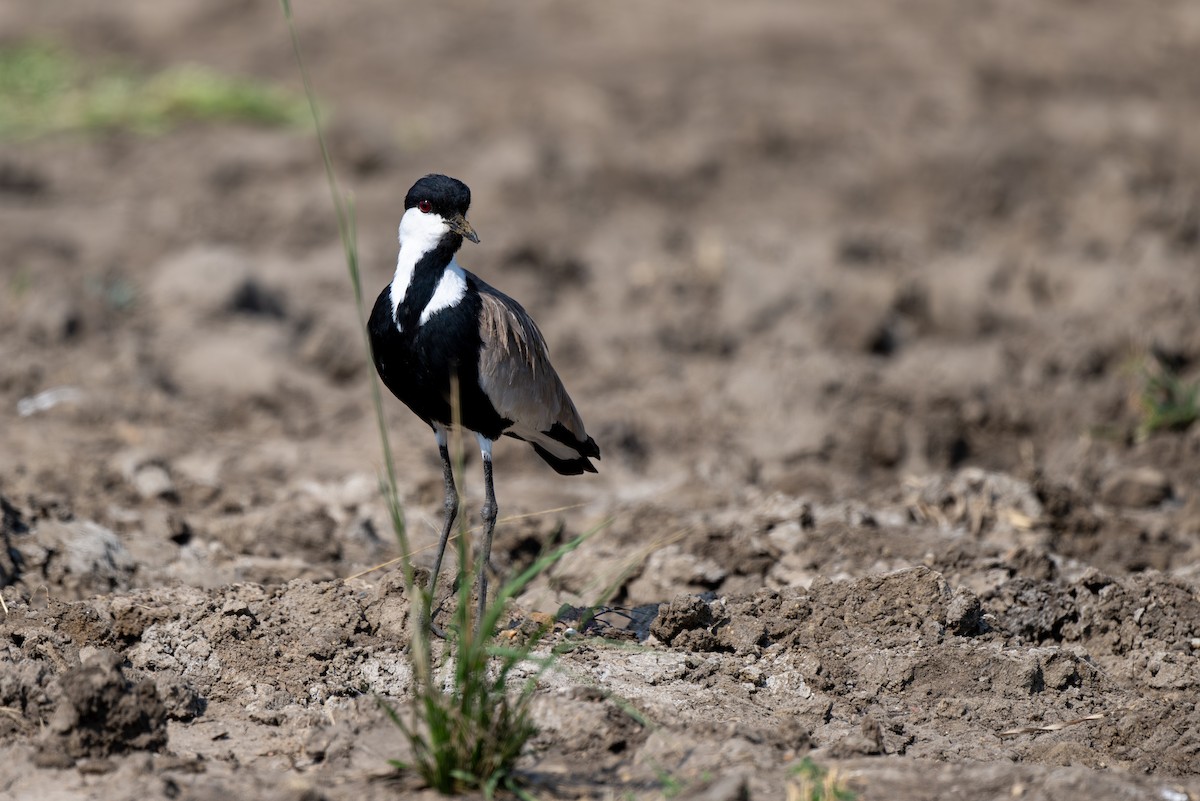 Spur-winged Lapwing - ML608677074