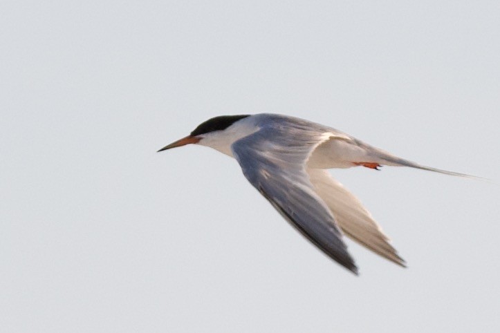 Common Tern - Michael Gaume