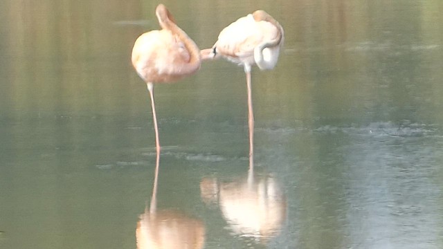 Amerika Flamingosu - ML608677122