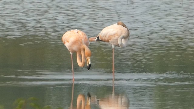 American Flamingo - ML608677124
