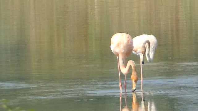 Amerika Flamingosu - ML608677217