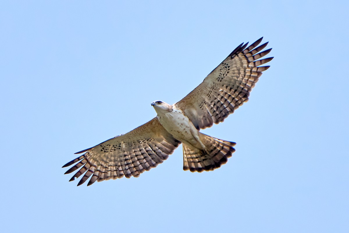 Changeable Hawk-Eagle - Yuh Woei Chong