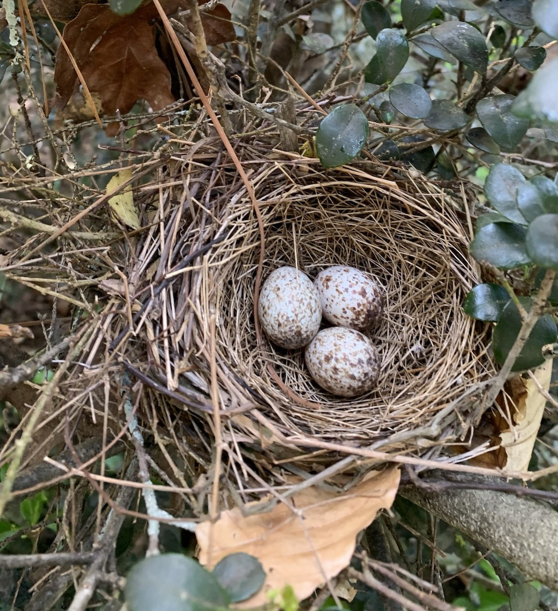 eBird Checklist 4 Apr 2021 370 Friendship Rd, Canton USGA (34.3321