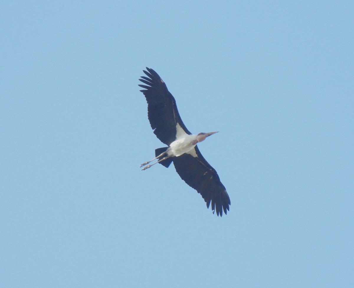 Marabou Stork - ML608677825