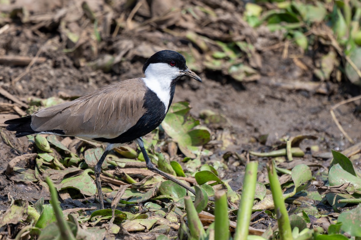Spur-winged Lapwing - ML608677830