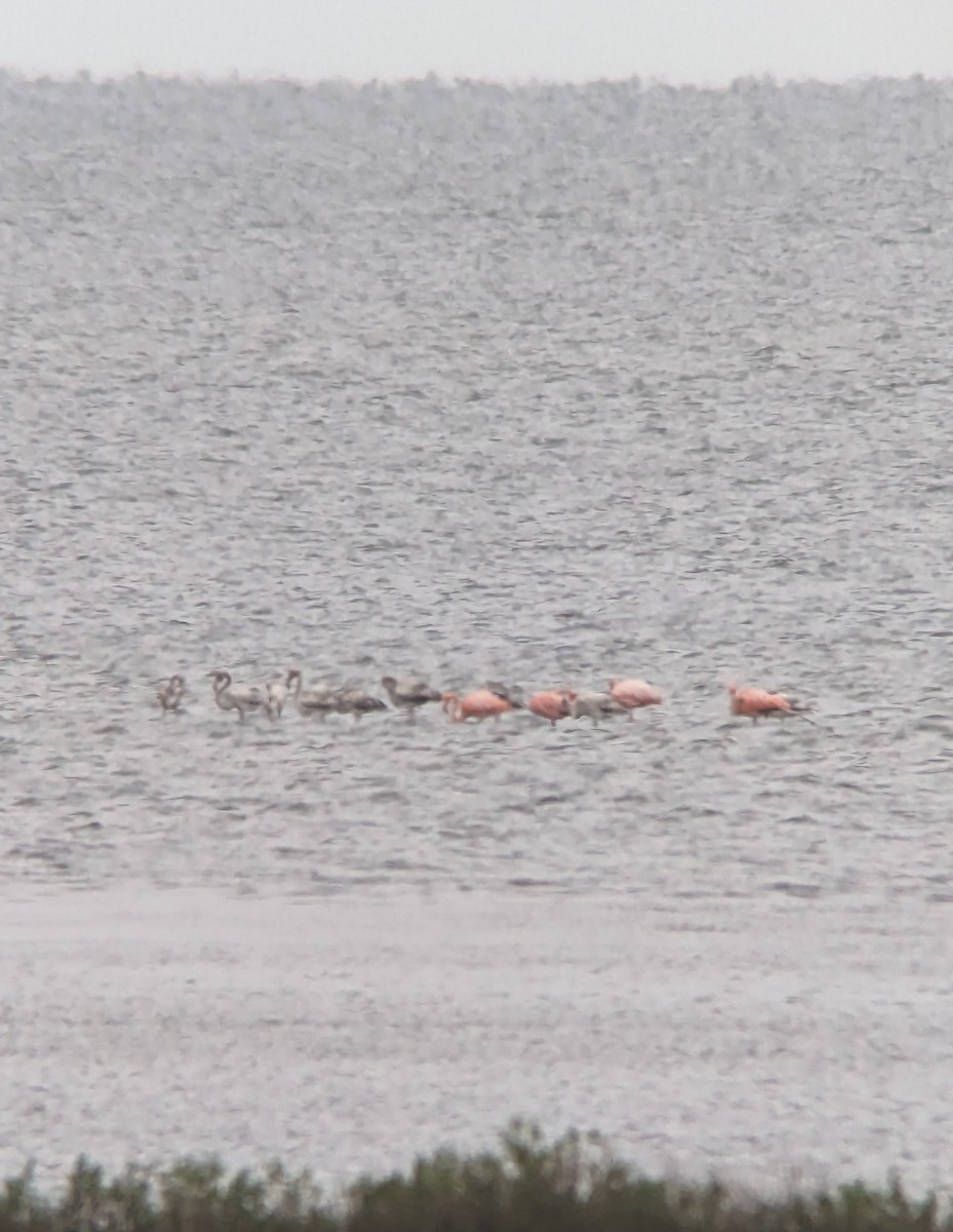 eBird Checklist 10 Sep 2023 Pea Island NWRNew Inlet 43 species