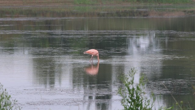 Amerika Flamingosu - ML608678328