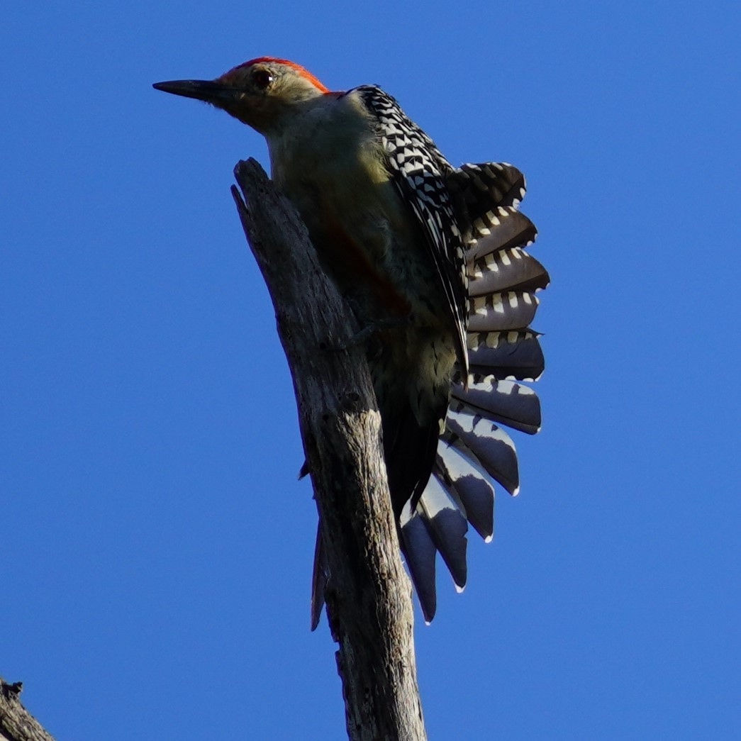 Red-bellied Woodpecker - ML608678347
