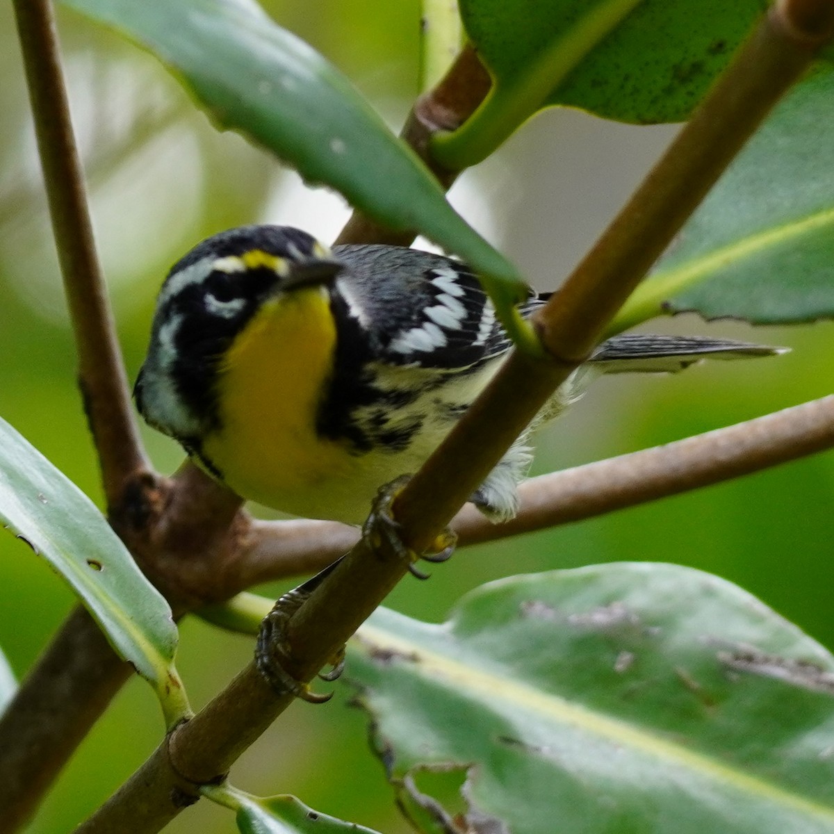 Yellow-throated Warbler - ML608678356