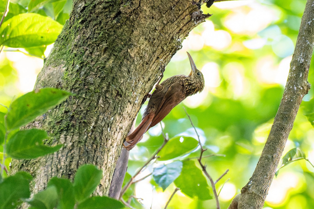 Ivory-billed Woodcreeper - ML608678587