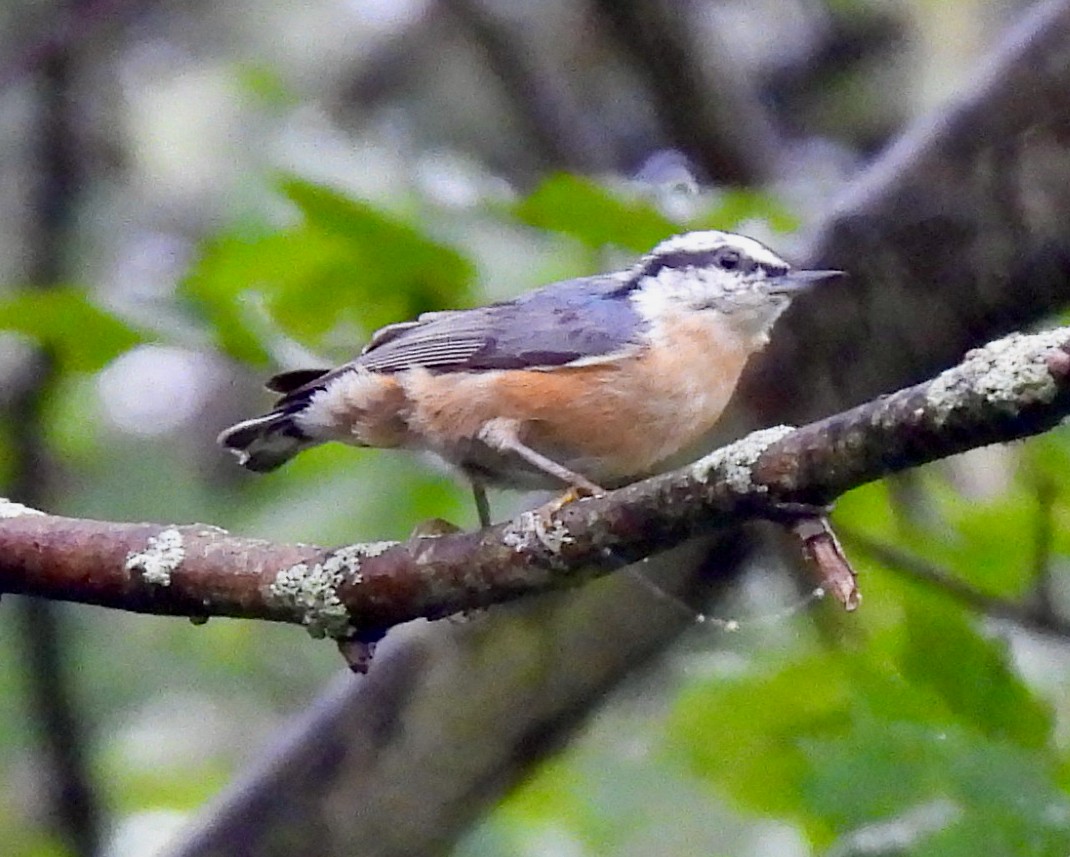 Red-breasted Nuthatch - ML608678620