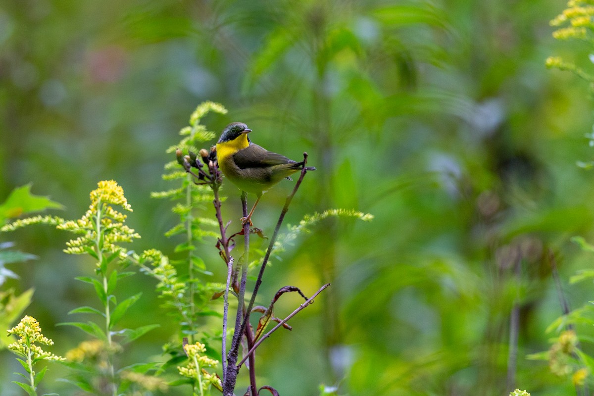 Common Yellowthroat - Pranav Narasimhan