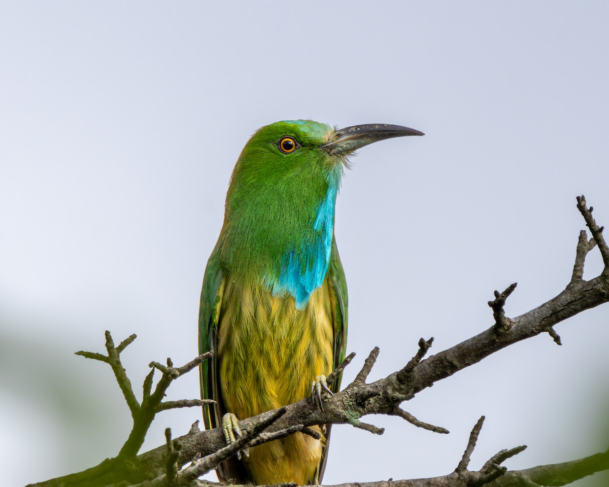 Blue-bearded Bee-eater - Vikram S