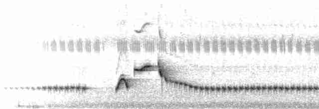 Серогрудый крапивник (leucophrys/boliviana) - ML608679674
