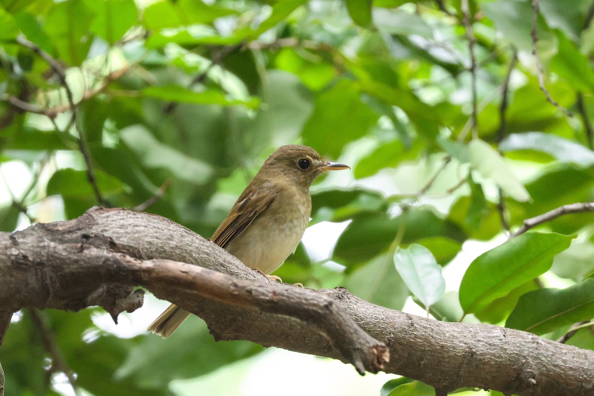 Brown-chested Jungle Flycatcher - ML608679851