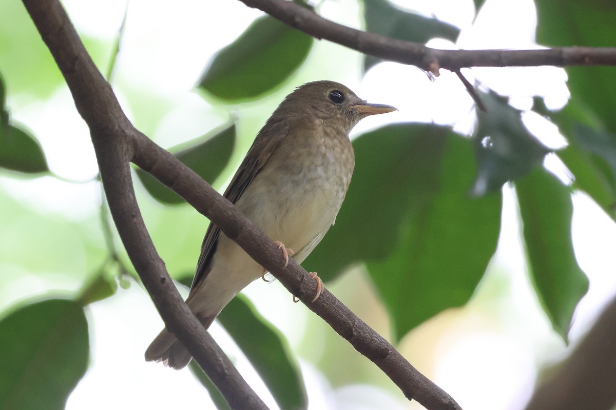 Brown-chested Jungle Flycatcher - Krit Adirek