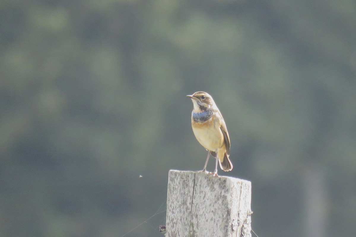 Bluethroat (Red-spotted) - ML608679896