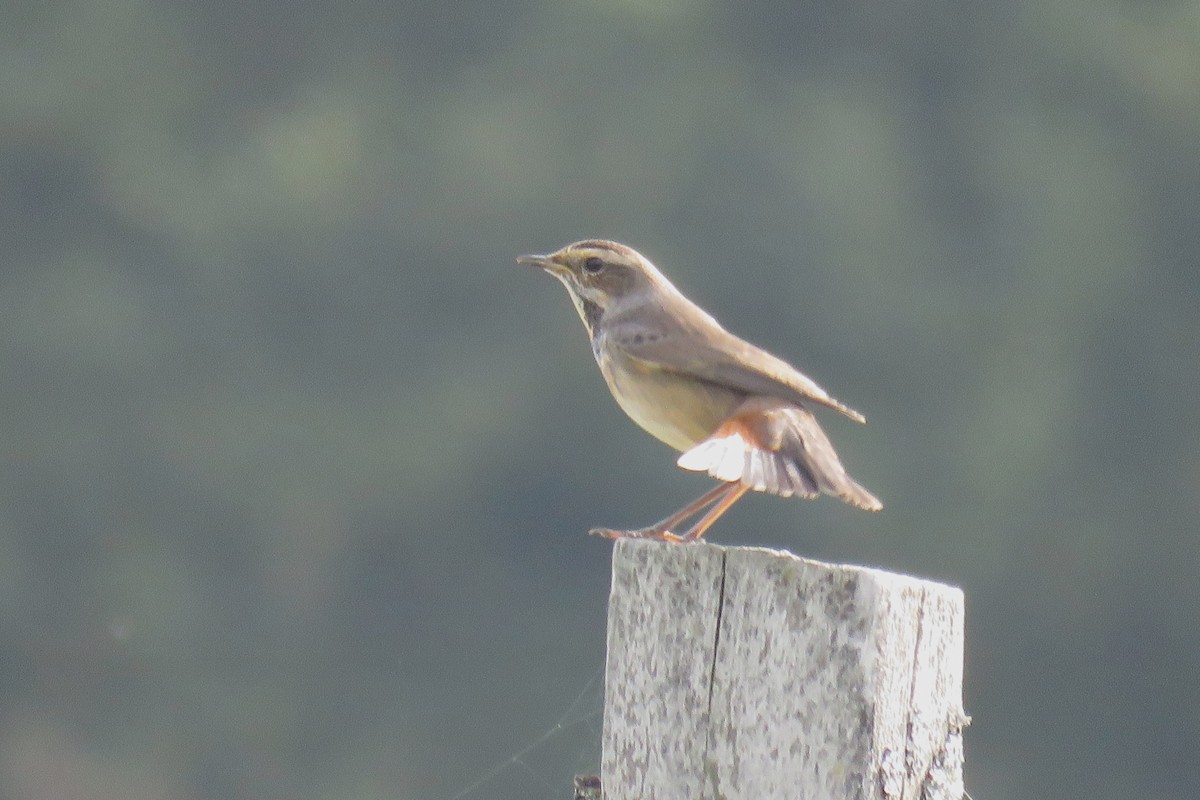Bluethroat (Red-spotted) - ML608679902