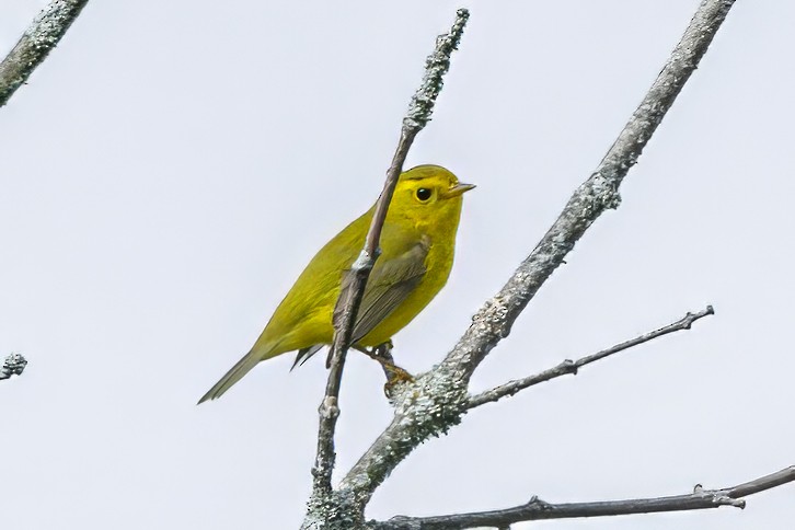 kalottparula - ML608680629