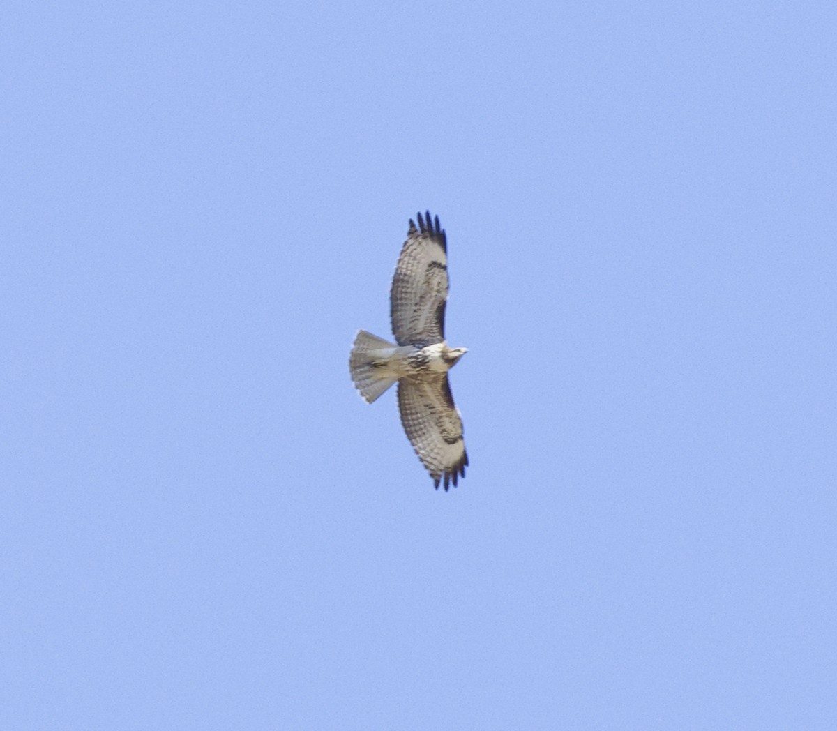 Red-tailed Hawk - ML608681203