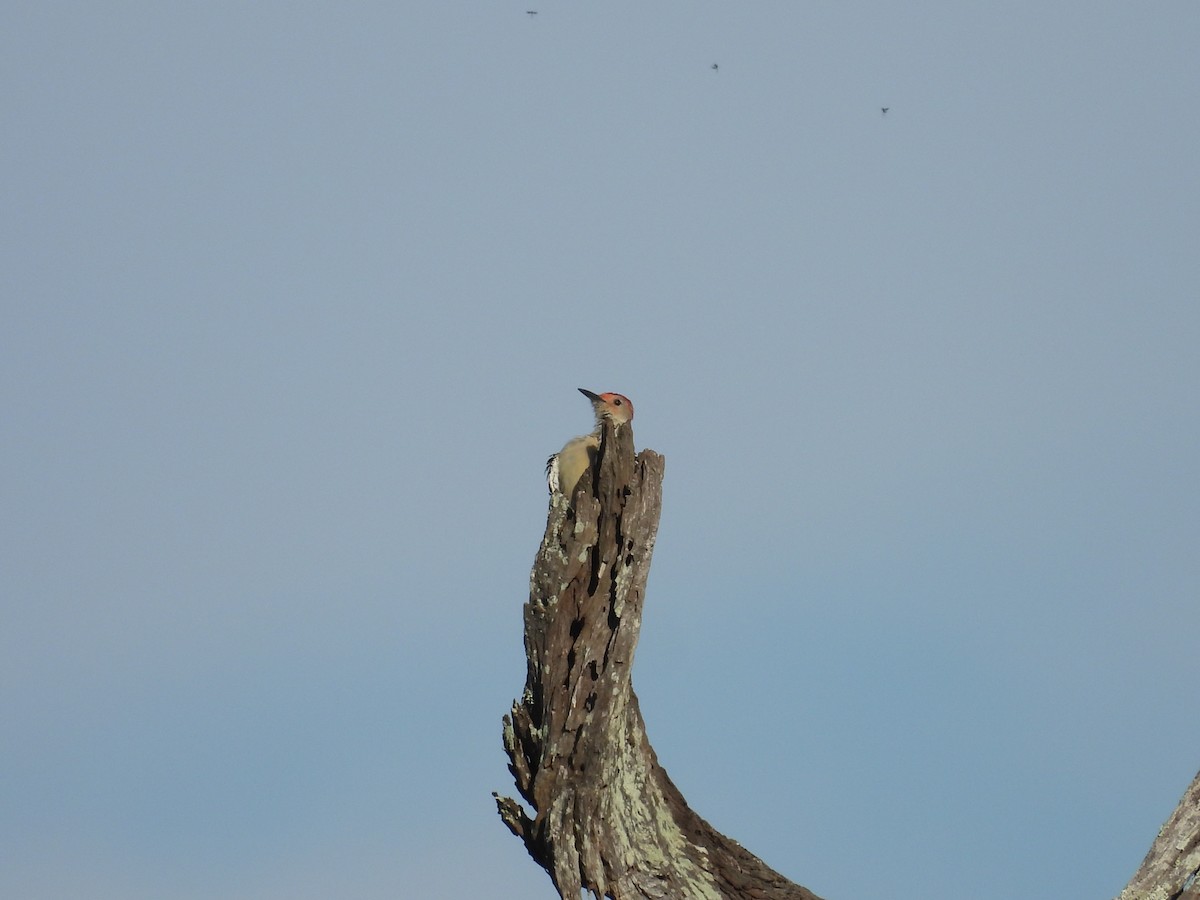 Red-bellied Woodpecker - ML608681502