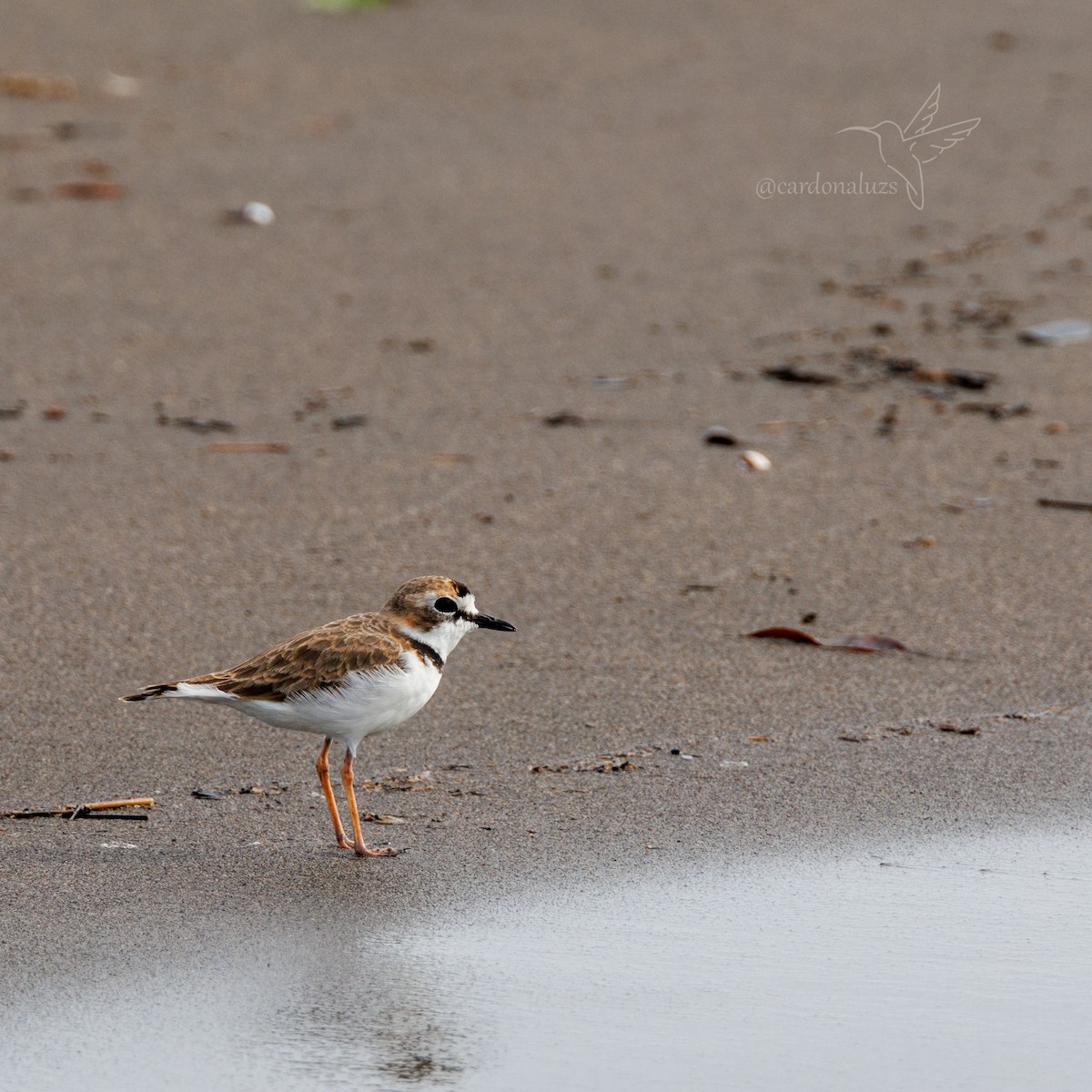 Collared Plover - ML608682140