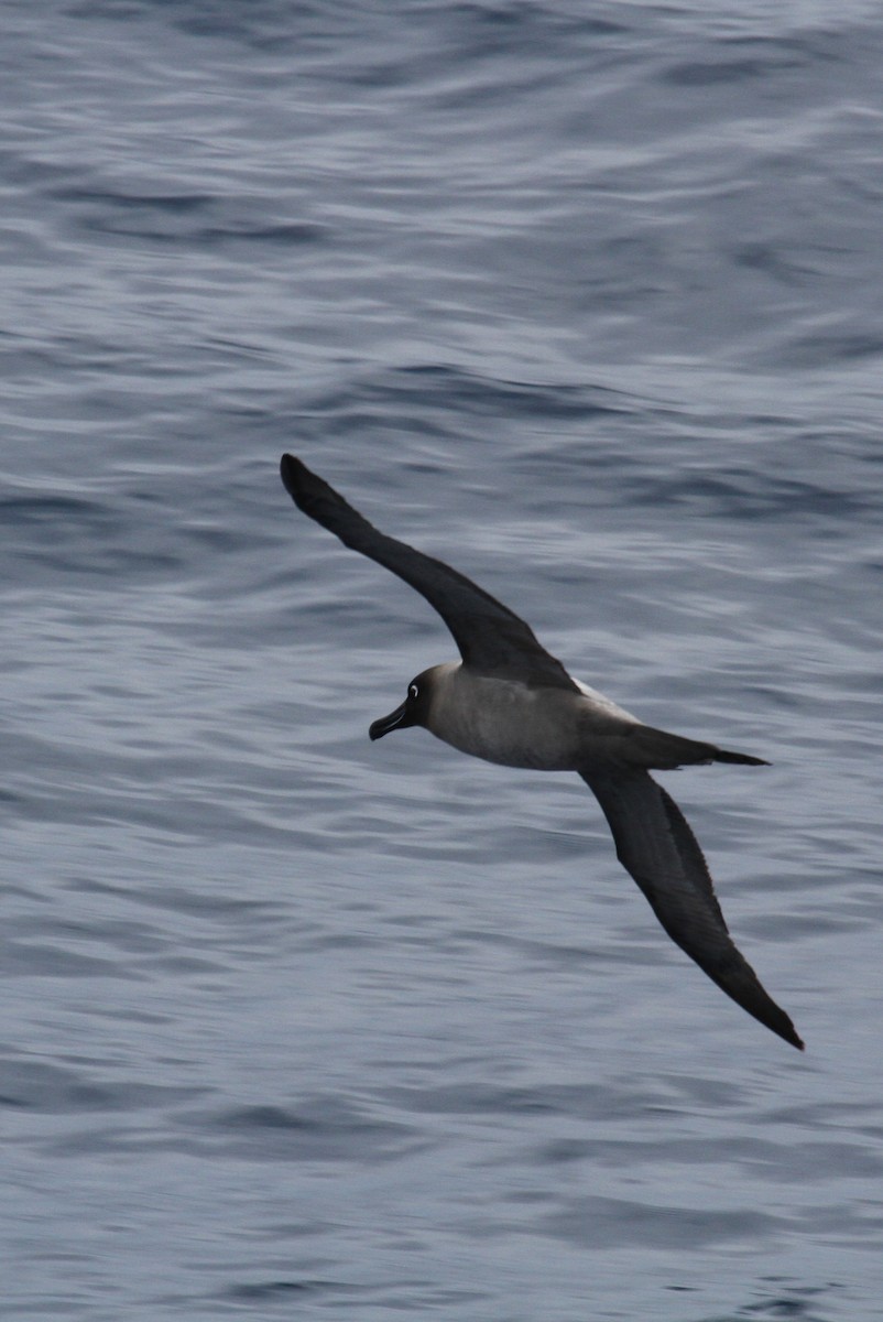 Light-mantled Albatross - Michael Keenan