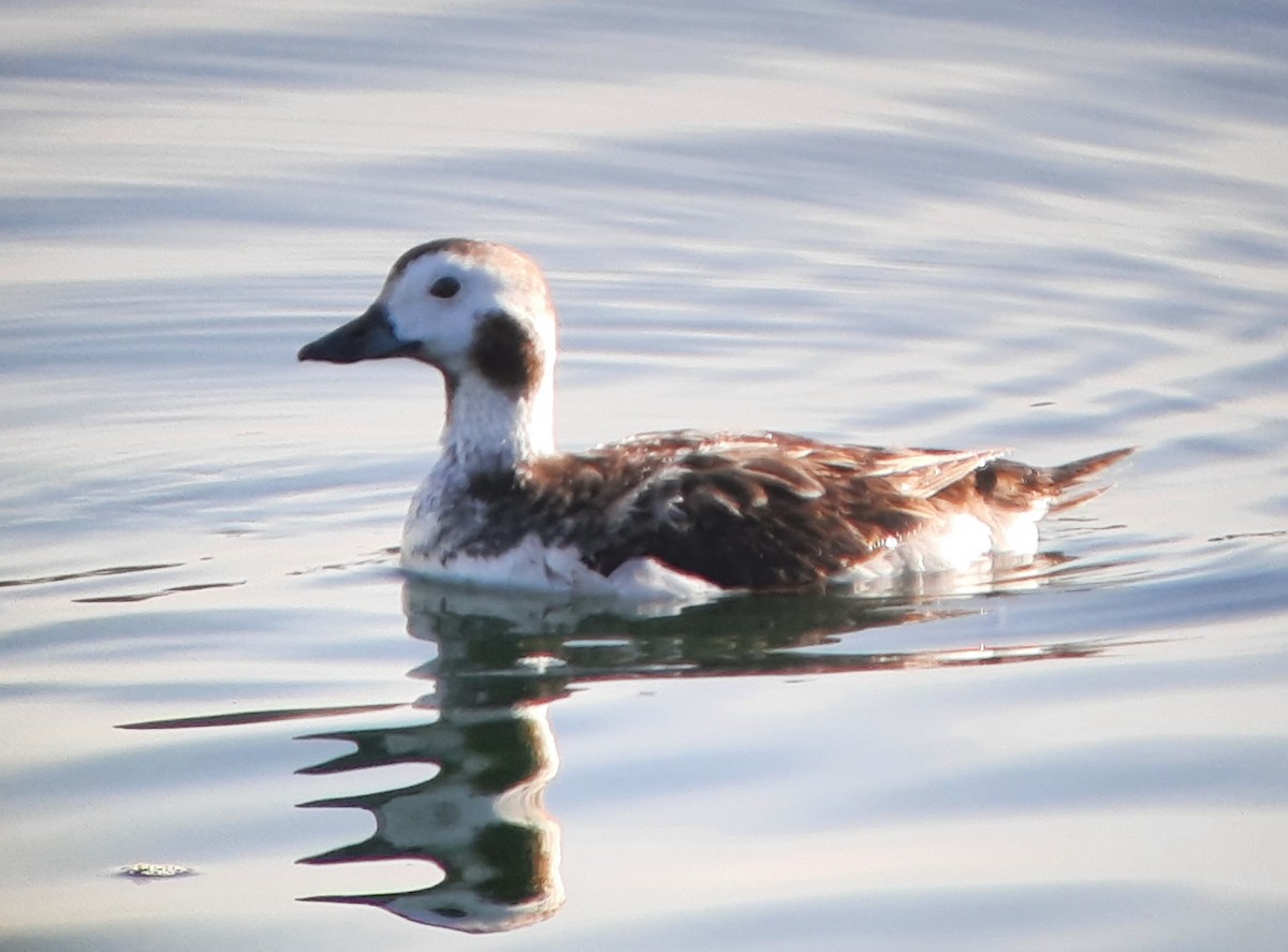 Long-tailed Duck - ML608682593