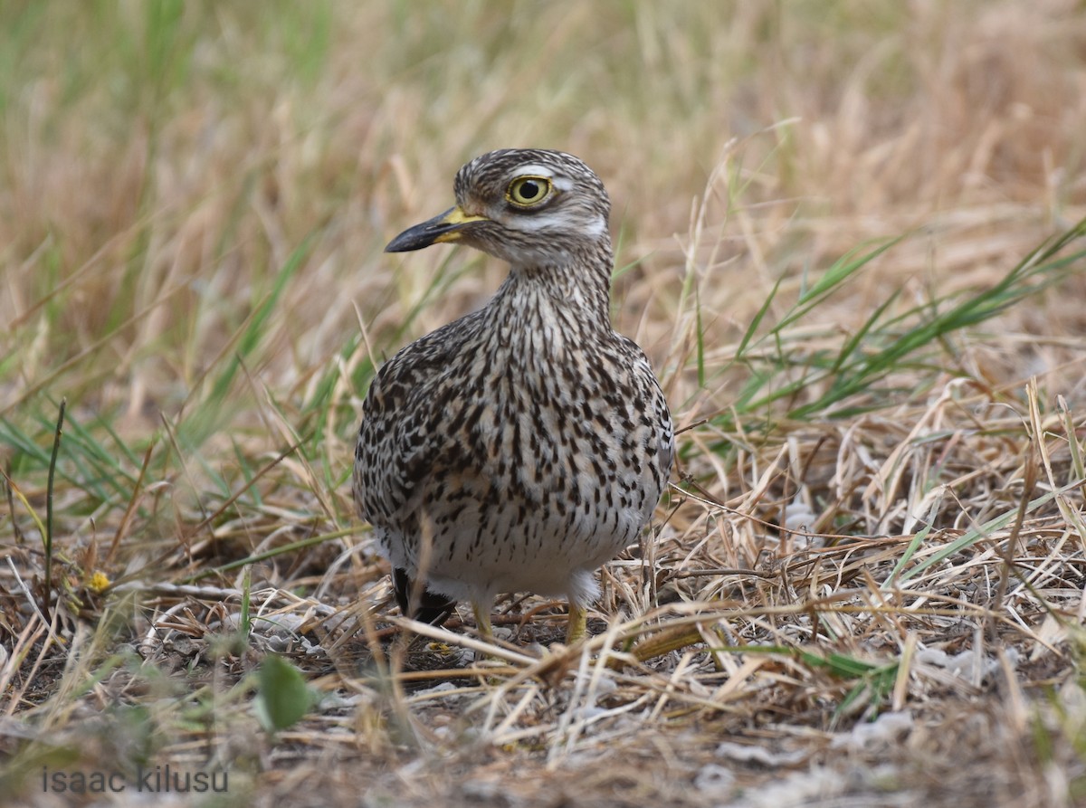 Spotted Thick-knee - ML608683265