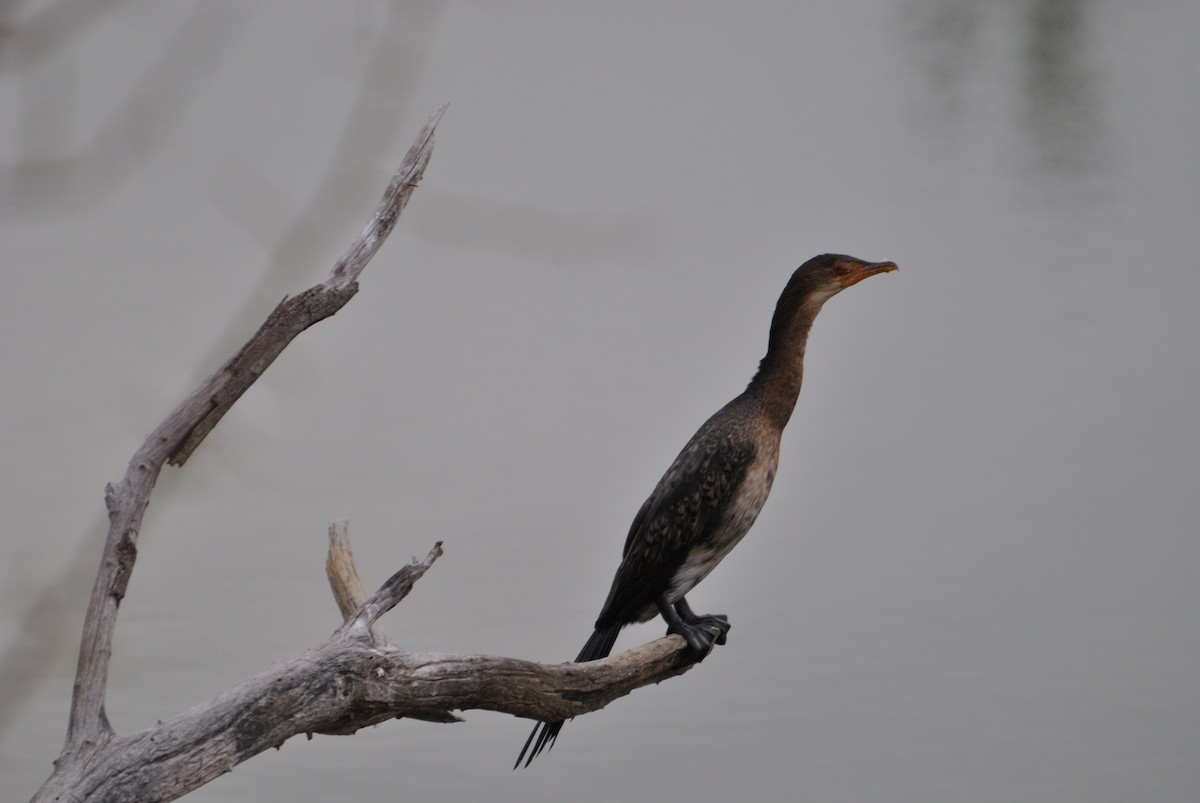 Long-tailed Cormorant - ML608683535