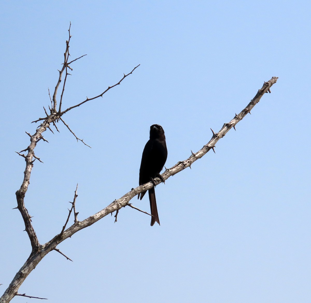 Fork-tailed Drongo - ML608684302
