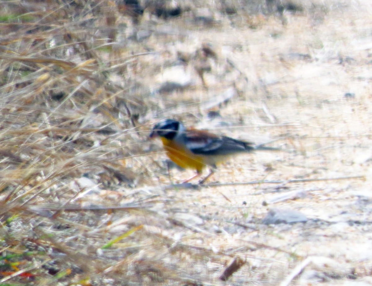 Golden-breasted Bunting - ML608684303