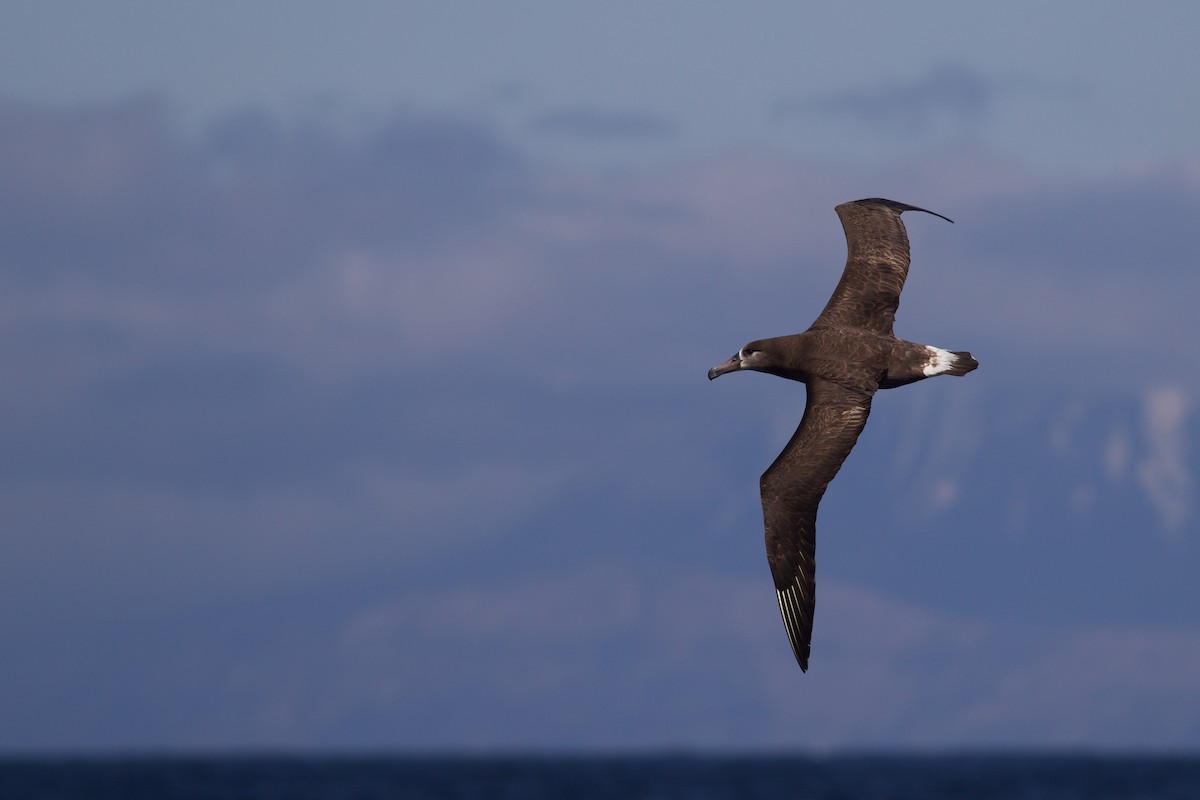 Black-footed Albatross - ML608684381
