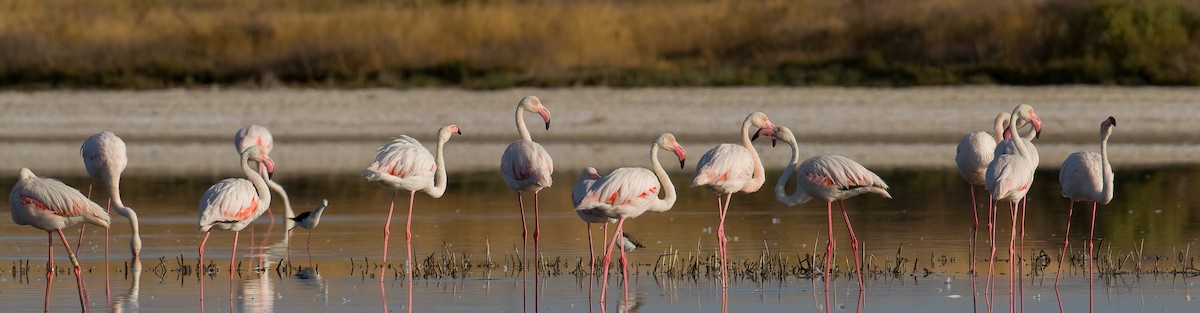 Greater Flamingo - ML608684525