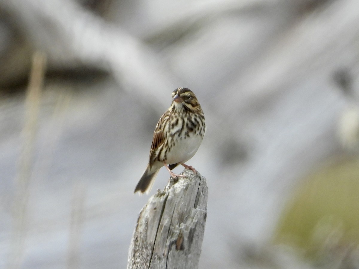 Savannah Sparrow - ML608684532