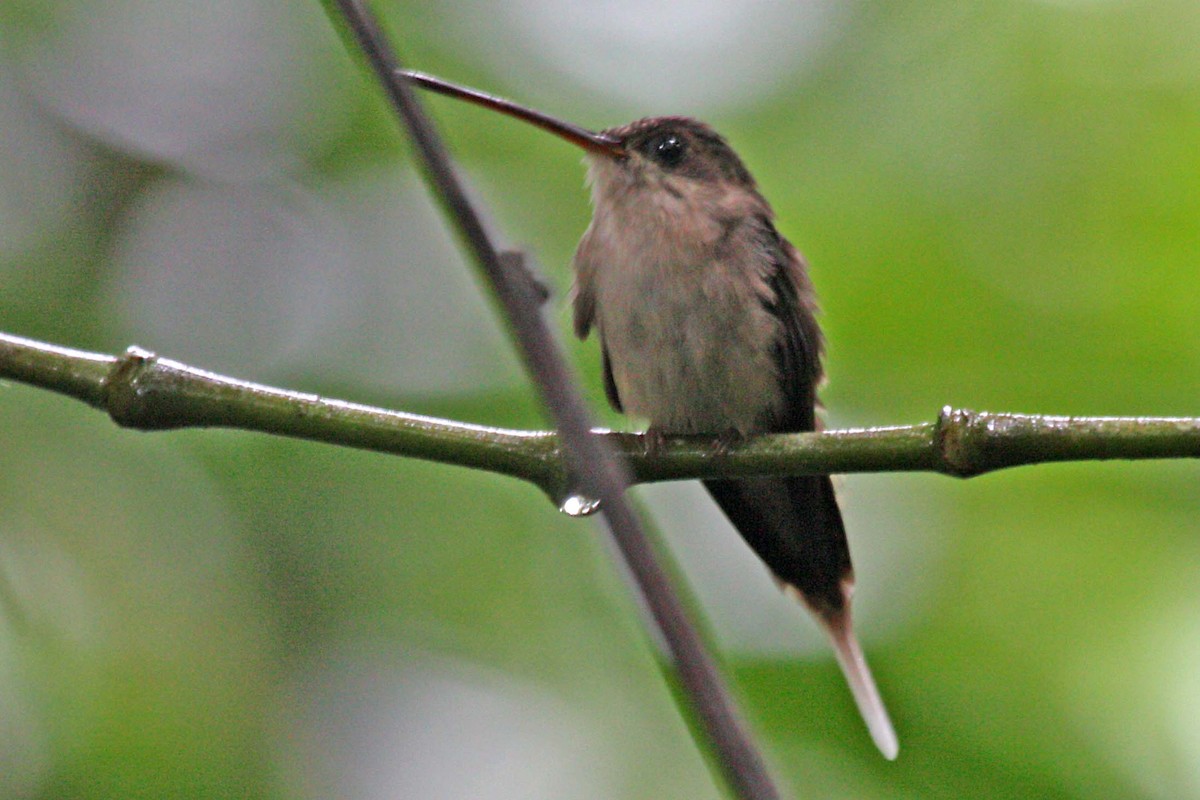 kolibřík šídlozobý - ML608685190